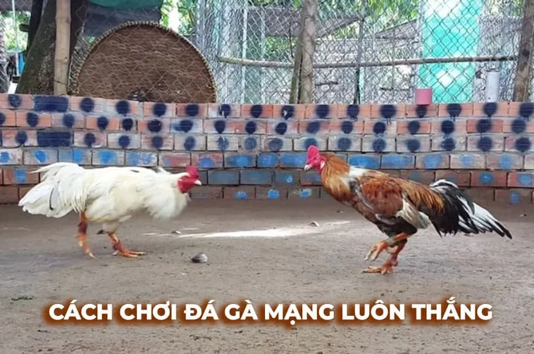 Sức Hút Từ Đấu Trường Đá Gà Sabong Tại GO88 Đẳng Cấp Philippines 2 Sức Hút Từ Đấu Trường Đá Gà Sabong Tại GO88 Đẳng Cấp Philippines